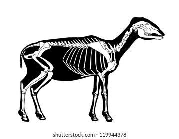 Sheep skeleton