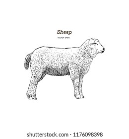 Sheep sketch style. Hand drawn illustration of beautiful animal. Line art drawing in vintage style. Realistic image.