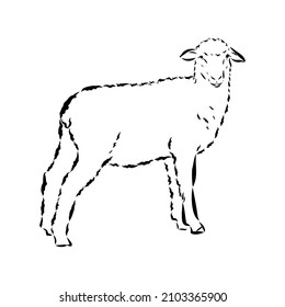 Sheep sketch style. Hand drawn illustration of beautiful black and white animal. Line art drawing in vintage style. Realistic image.