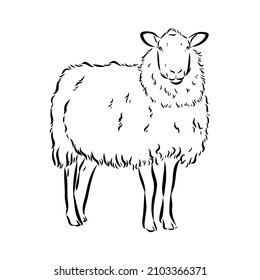 Sheep sketch style. Hand drawn illustration of beautiful black and white animal. Line art drawing in vintage style. Realistic image.