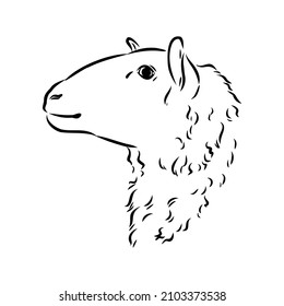 Sheep sketch style. Hand drawn illustration of beautiful black and white animal. Line art drawing in vintage style. Realistic image.