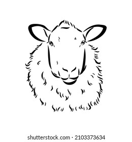 Sheep sketch style. Hand drawn illustration of beautiful black and white animal. Line art drawing in vintage style. Realistic image.