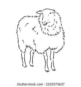 Estilo de esbozo de oveja. Ilustración dibujada a mano de un hermoso animal blanco y negro. Dibujo de líneas en estilo vintage. Imagen realista.