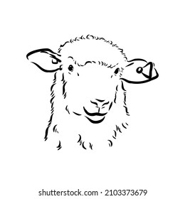 Sheep sketch style. Hand drawn illustration of beautiful black and white animal. Line art drawing in vintage style. Realistic image.