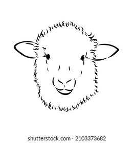 Sheep sketch style. Hand drawn illustration of beautiful black and white animal. Line art drawing in vintage style. Realistic image.