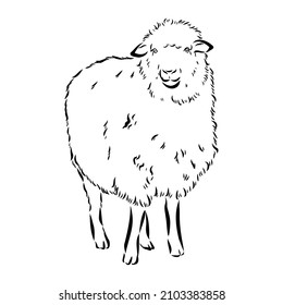 Sheep sketch style. Hand drawn illustration of beautiful black and white animal. Line art drawing in vintage style. Realistic image.