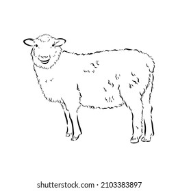 Estilo de esbozo de oveja. Ilustración dibujada a mano de un hermoso animal blanco y negro. Dibujo de líneas en estilo vintage. Imagen realista.