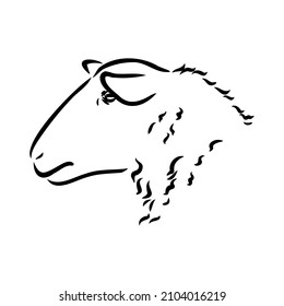 Sheep sketch style. Hand drawn illustration of beautiful black and white animal. Line art drawing in vintage style. Realistic image.