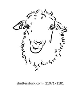 Sheep sketch style. Hand drawn illustration of beautiful black and white animal. Line art drawing in vintage style. Realistic image.