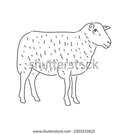 Sheep sketch style. Hand drawn illustration.