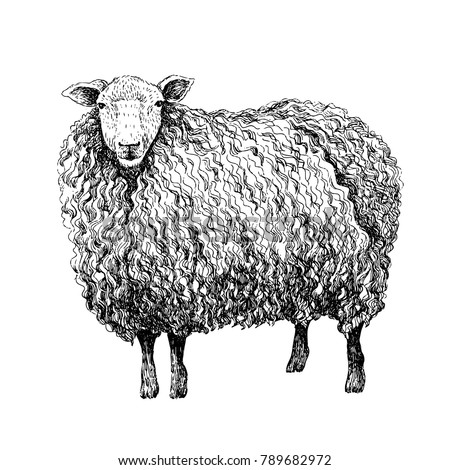 Sheep Sketch Style Hand Drawn Illustration Stock Vector (Royalty Free