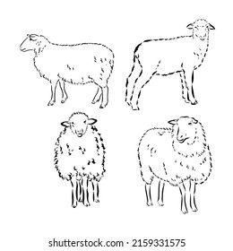 Sheep in sketch style. Vector illustration. Drawn by hand. Farm animals. Livestock