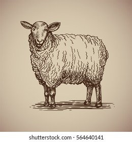 Sheep in sketch style. Vector illustration. Drawn by hand. Farm animals. Livestock 