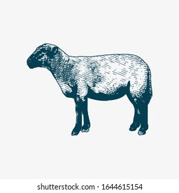 SHEEP SKETCH VECTOR ILLUSTRATION FARM 