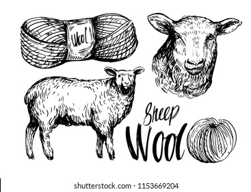 Sheep sketch. Wool. Hand drawn vector illustration. Isolated on white background.