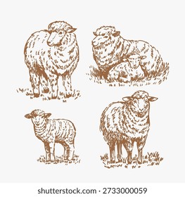 Sheep sketches, set of illustrations, hand-drawn vector
