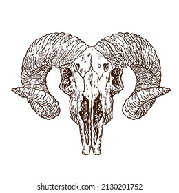Sheep skull. Vector illustration isolated on white background.