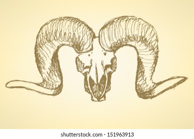 Sheep skull, vector sketch  background