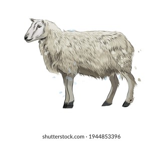 Sheep from a splash of watercolor, colored drawing, realistic. Vector illustration of paints