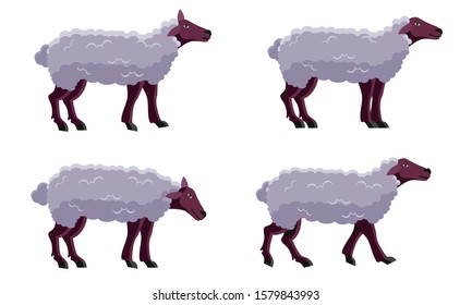 sheep standing in different pose isolated vector illustration