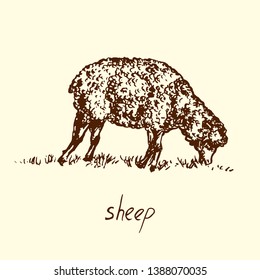 Sheep standing and grazing side view, hand drawn doodle, sketch in pop art style, vector illustration