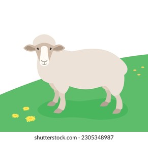 Sheep standing in the green meadow. Domestic farm animal grazing on spring pasture. Flat cartoon illustration. 