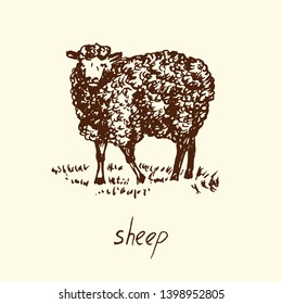 Sheep standing, hand drawn doodle, sketch in pop art style, vector illustration