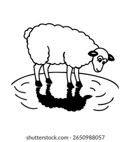 Sheep standing in a puddle with reflection on animal outline