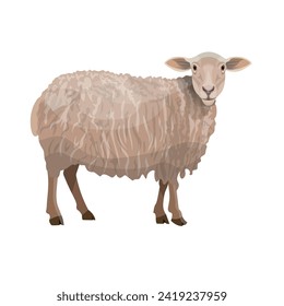 Sheep standing side view. Vector illustration isolated on a white background in a realistic style