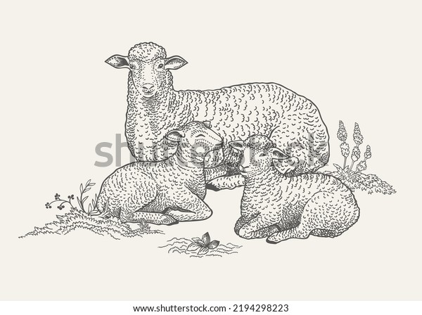 Sheep and two lamb. Black and white. Vector\
vintage illustration.