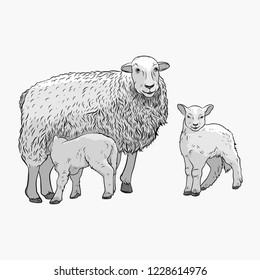 Sheep with two lambs. The sheep feeds the lamb. Vector illustration