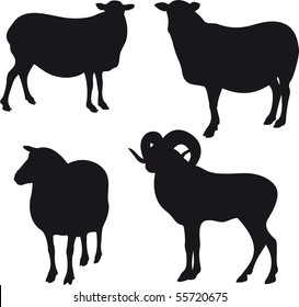 Sheep vector