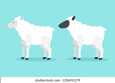 Sheep vector cartoon flat animal illustration isolated on background.