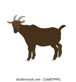sheep vector for ead al adha, idul adha