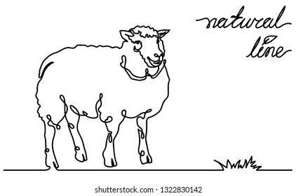 Sheep vector flat illustration on white background. Continuous line, creative design suitable for packaging