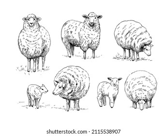 Sheep. Vector Illustration. Black Outline On A Transparent Background