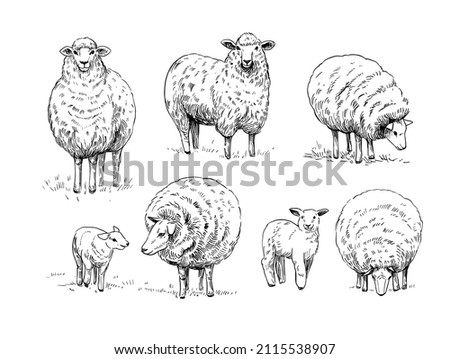 Sheep. Vector illustration. Black outline on a transparent background