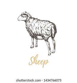 Sheep vector illustration. Sheep hand drawing. Sheep sketch