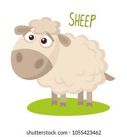 Sheep Vector illustration isolated