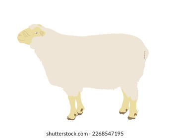 Sheep vector illustration isolated on white background. Lamb meat. Butcher shop template for craft food packaging or restaurant design. Domestic farm animal symbol. Organic food industry.