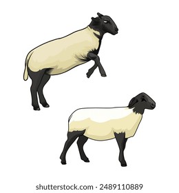 Sheep vector illustration material Suffolk