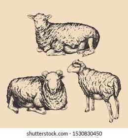 Sheep vector illustration. Set rams hand drawing. Sheep sketch