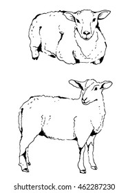 Sheep vector illustration, two sheep hand drawn sketch isolated on white background, farm animals