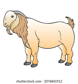 sheep vector illustration,isolated on white background,top view