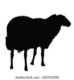 Sheep vector silhouette isolated on white background. - Vector