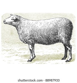 The sheep -Vintage engraved illustration - "Cent récits d'histoire naturelle" by C.Delon published in 1889 France