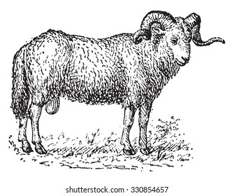 Sheep, vintage engraved illustration. Dictionary of words and things - Larive and Fleury - 1895.
