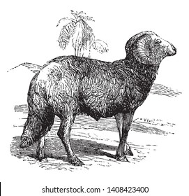 Oveja que es una oveja siria de cola grasa y que se encuentra durante los tiempos bíblicos, dibujo vintage de líneas o ilustración grabadora.