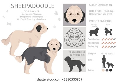 Sheepadoodle clipart. Old English Sheepdog Poodle mix. Different coat colors set.  Vector illustration