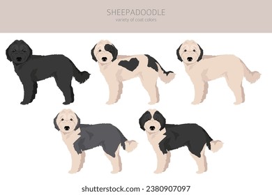 Sheepadoodle clipart. Old English Sheepdog Poodle mix. Different coat colors set.  Vector illustration